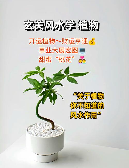 风水门前种花真的能改变运势吗？