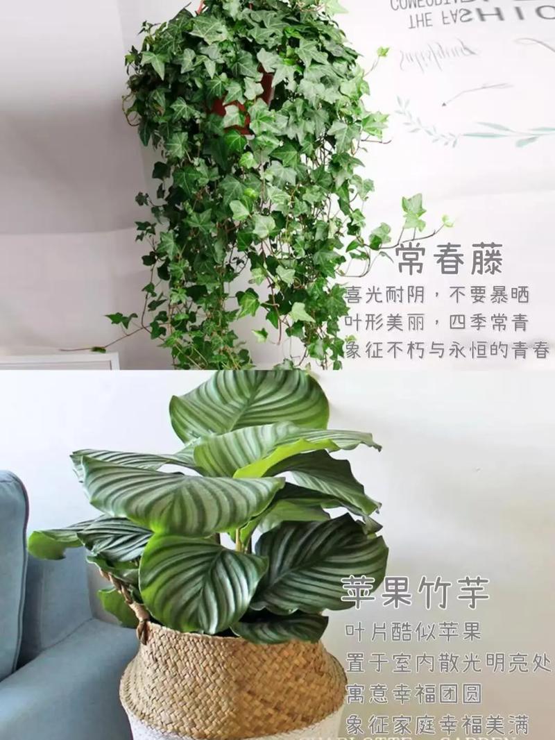 卧室适合养花草吗？这样的风水布局是否吉利？