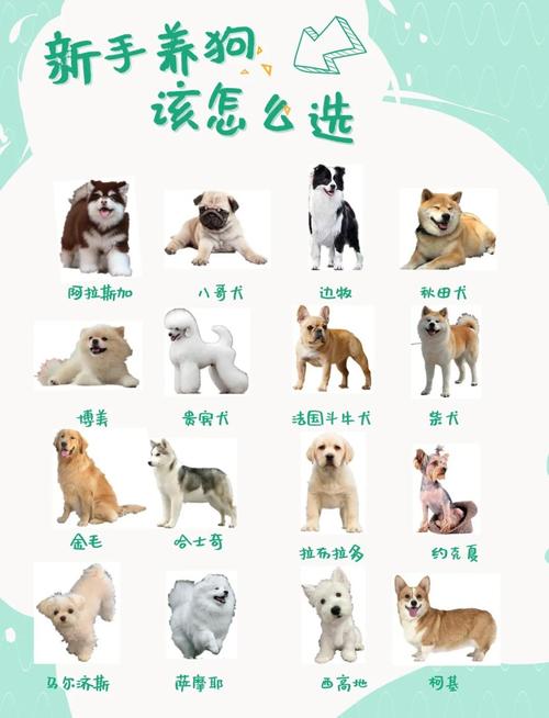 涧下水命适合养什么宠物？如何根据其命理特点进行宠物选择？