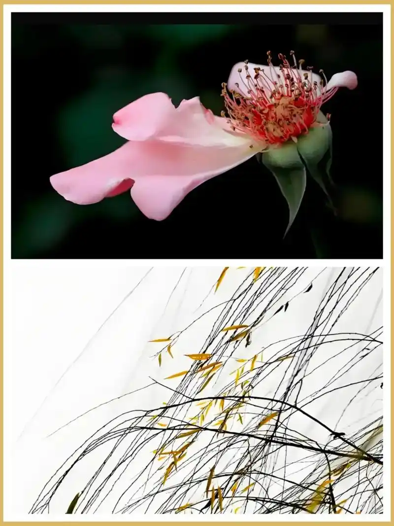 残花败柳对风水有影响吗？