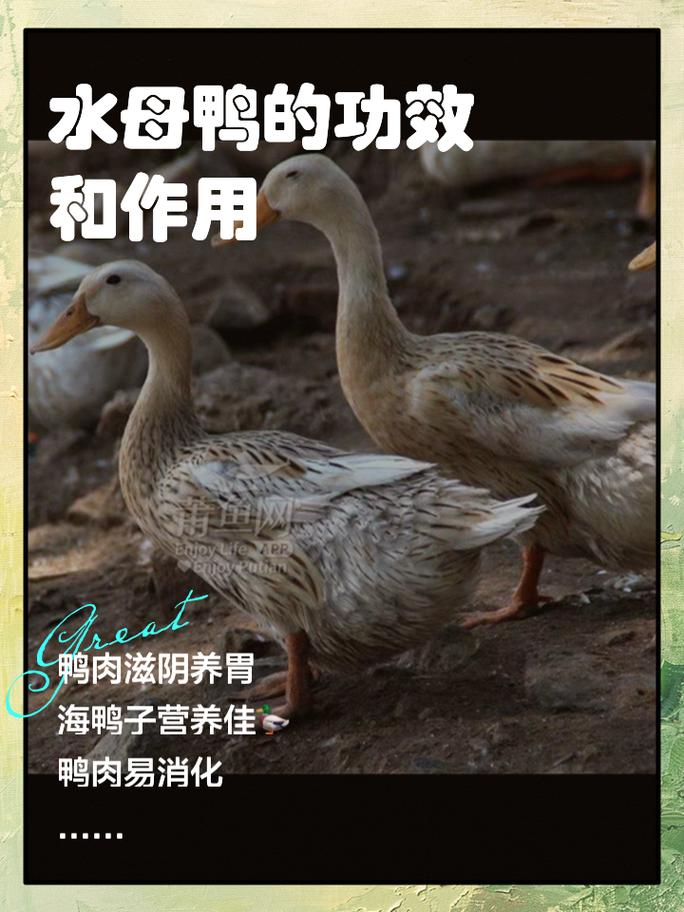 养鸭子对风水的影响有多大？