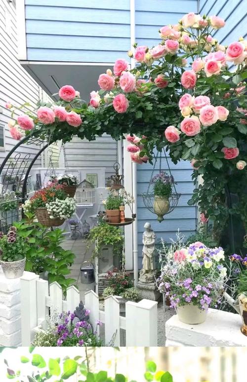 阳台适合种植风水蔷薇吗？