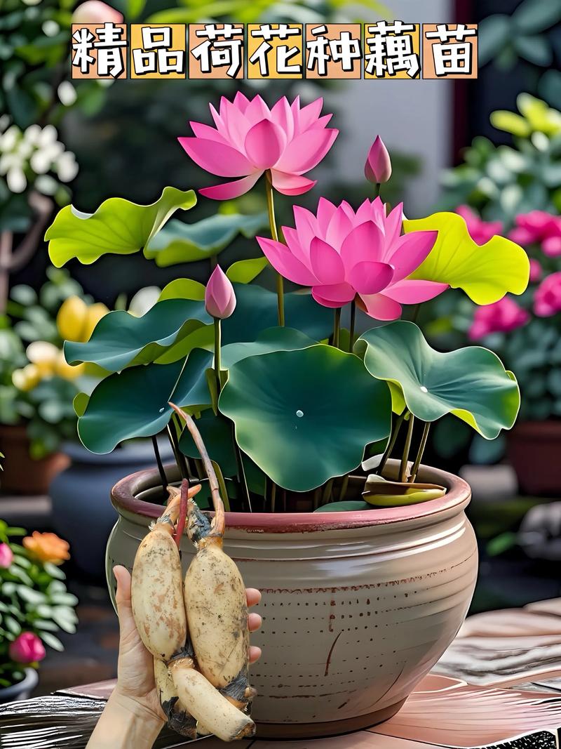 家里摆放荷花需要注意哪些风水讲究？