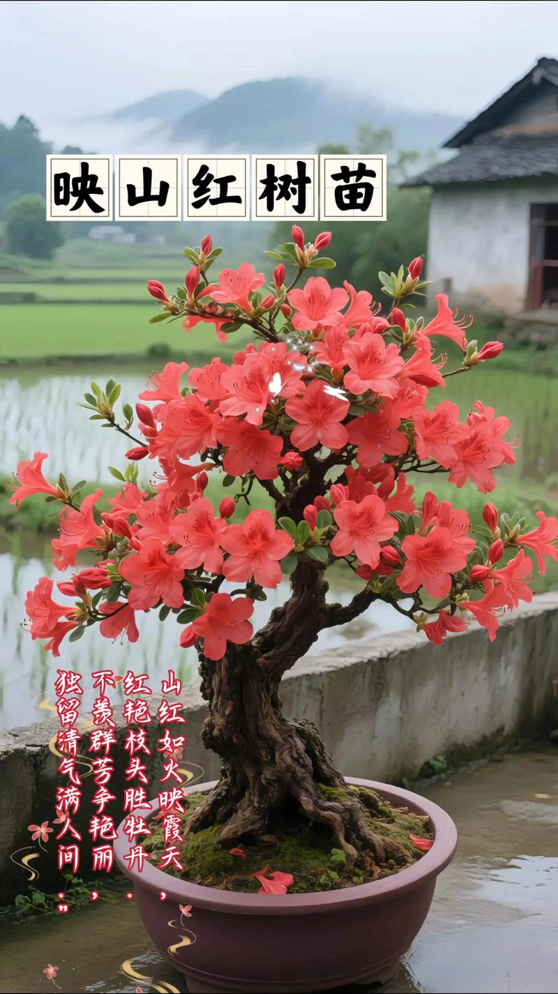 在风水院内种植映山红是否符合风水布局原则？