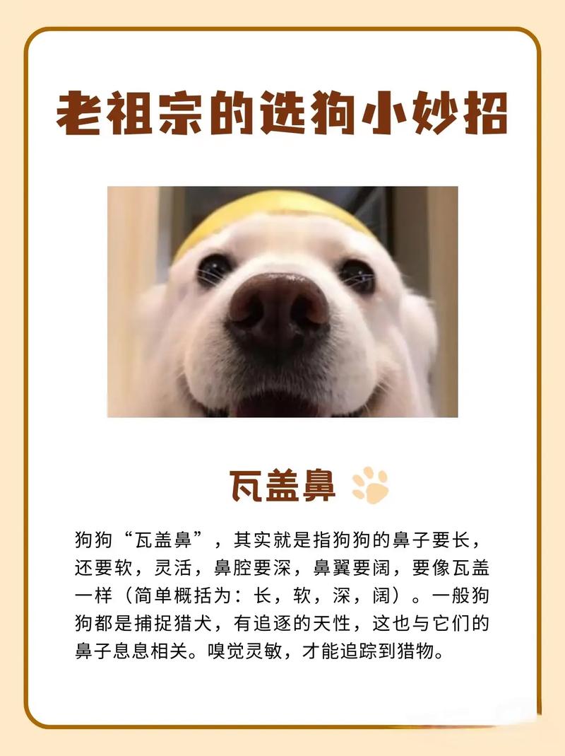 狗狗安乐处风水如何选择，对狗狗好吗？