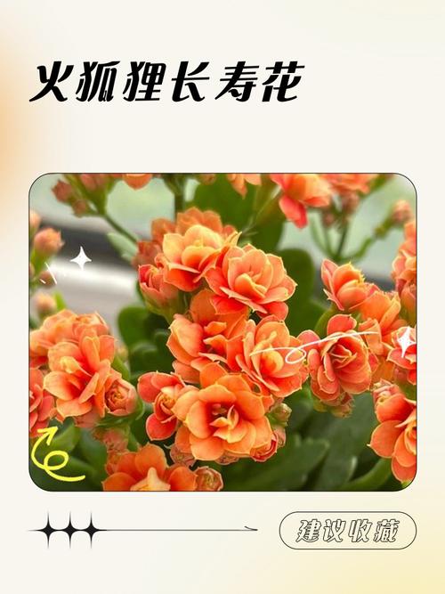 火命和土命的人适合种植哪种花？这对夫妻的命理相配吗？