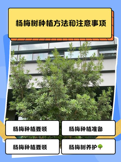 坟地种植杨梅风水如何？适宜吗？