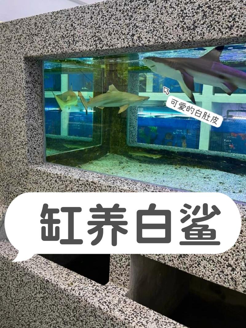 家里风水适宜养鲨鱼吗？这可是个需要深思熟虑的问题哦！