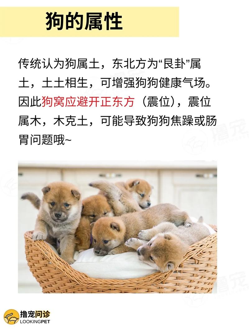 养狗在风水上有哪些讲究和注意事项？