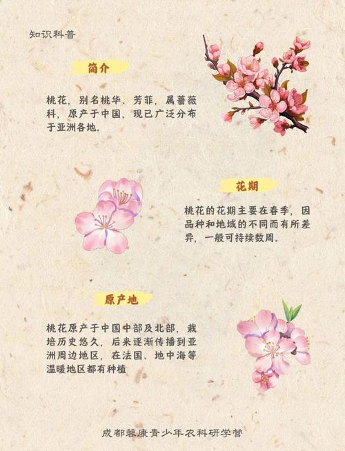 命里带桃花是什么意思？花命和命带八专桃花有何不同？