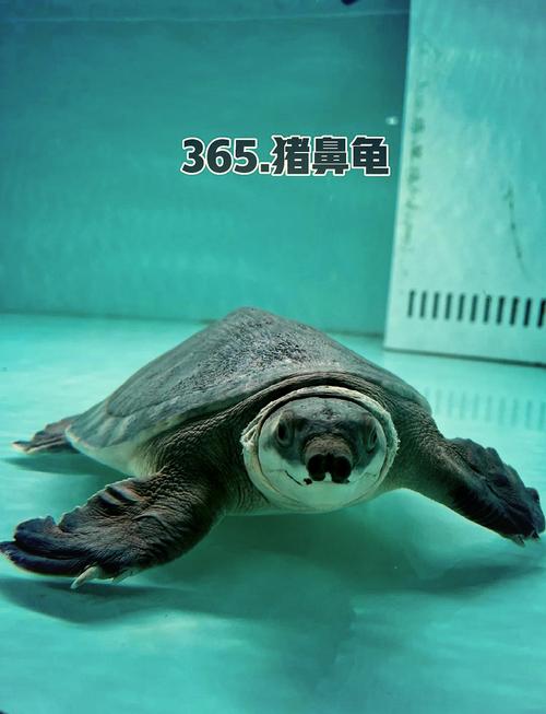 猪鼻龟在风水上有哪些寓意和讲究？