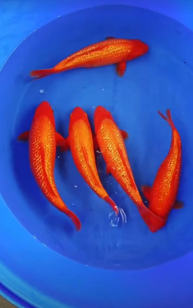 银色锦鲤的风水讲究，究竟有何独特之处？