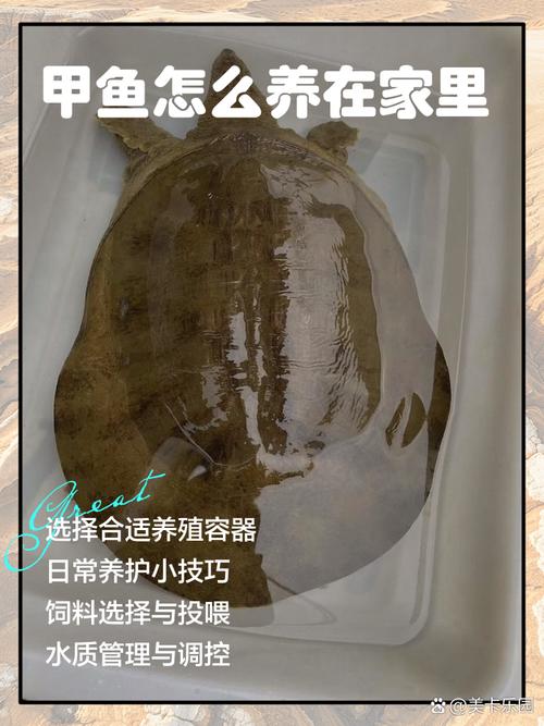 养甲鱼回家中是否会破坏家居风水？