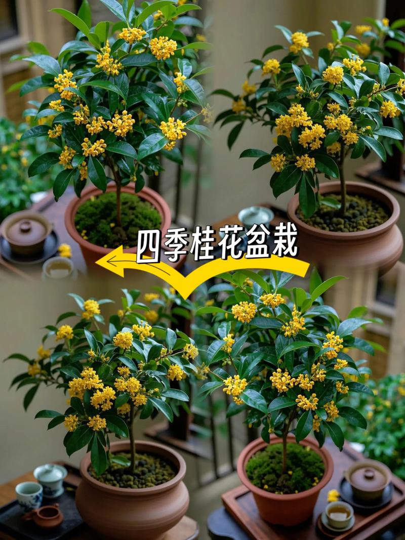 风水楼顶种植桂花是否合适？