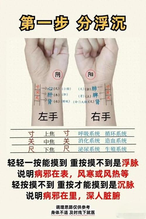 把脉左手心肝肾右手肺脾命中的肺脾命指的是什么？