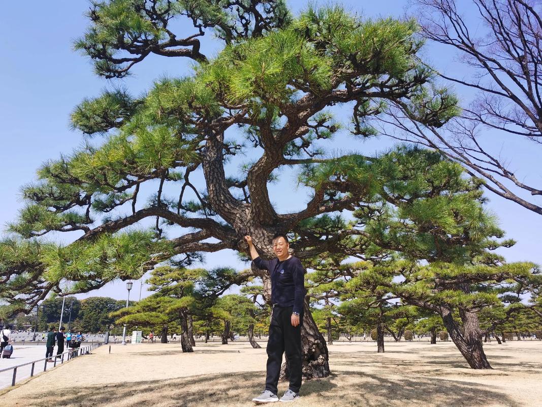 适合松树性格的老公是什么样的？