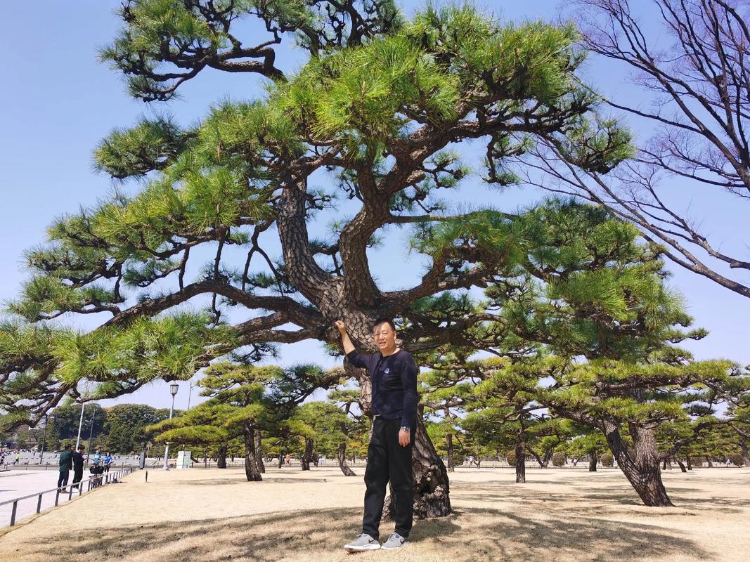 适合松树性格的老公是什么样的？