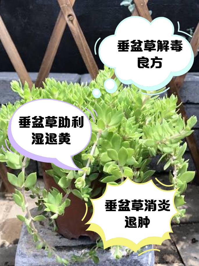 垂盆草敷在痛风水肿处是否有效？