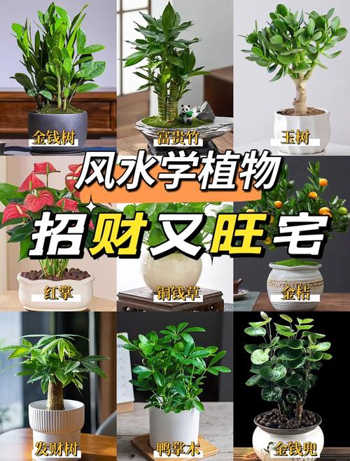 土命人家里养什么植物最旺财？