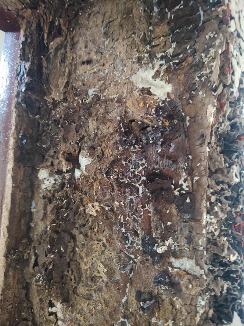 屋后白蚂蚁对家居风水有何具体影响？