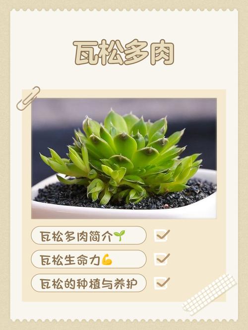 多肉植物在风水上有哪些具体的作用和影响？