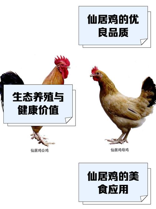 养鸡能否改善风水不佳的住宅环境？