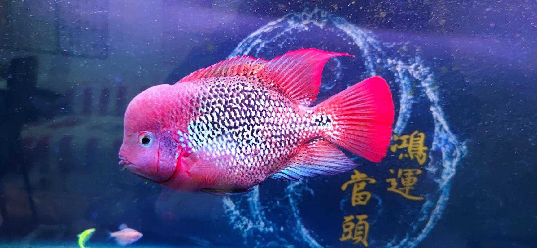 罗汉鱼作为风水鱼，其摆放位置和寓意有何讲究？
