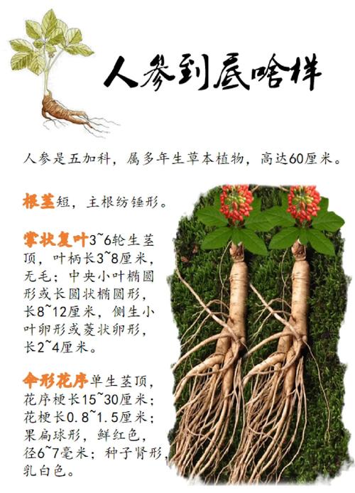 家里种植人参会对风水产生怎样的影响呢？