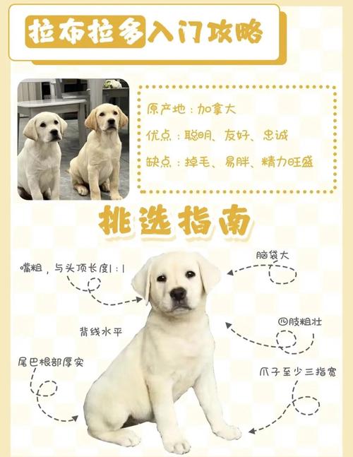 拉布拉多犬在家中摆放需要注意哪些风水讲究？