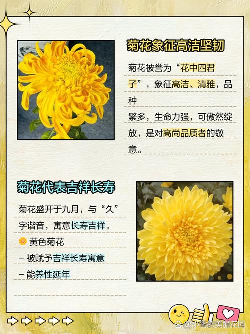 雏菊在风水学中有什么忒别的寓意或作用？