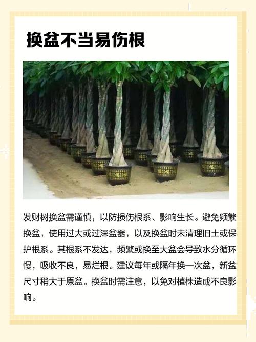 绿植摆放过高是否会对家居风水产生不良影响？