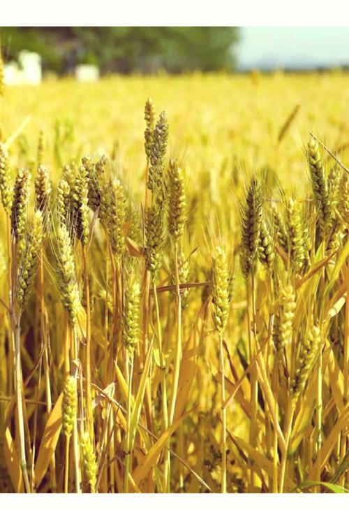 家里种植麦子，这样的风水布局是否吉利？