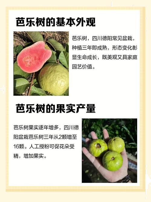 庭院种植芭乐会对风水产生怎样的影响呢？