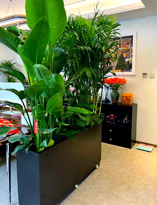 植物作为隔断会对家居风水产生怎样的影响呢？