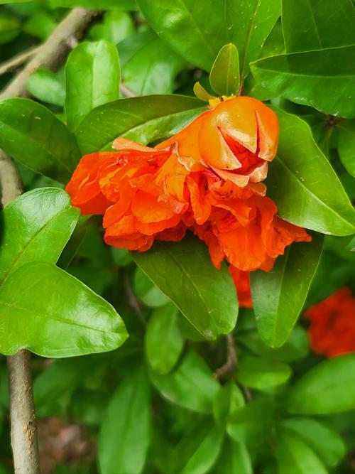 石榴木命适合养什么花，嫩带来财运和好运？