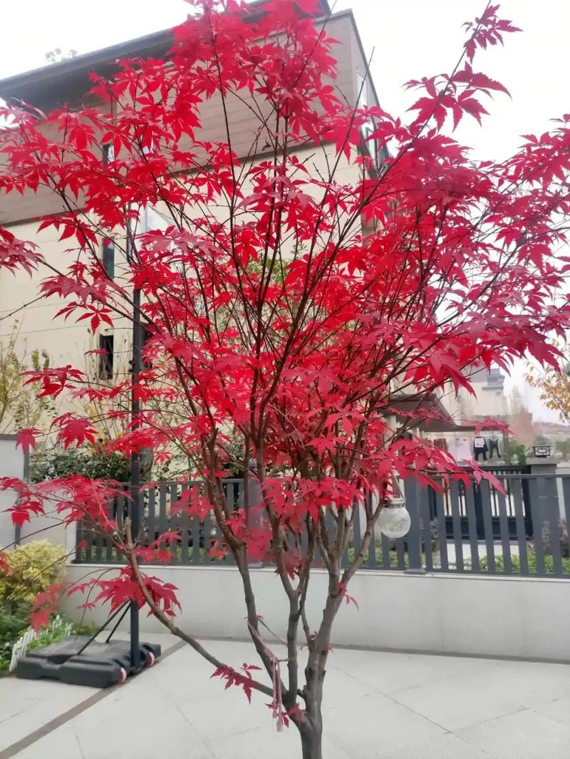 门前种植红枫树对风水有何影响？