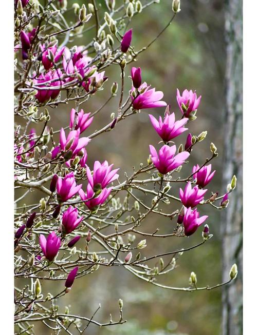 紫玉兰作为风水树木，其作用和意义具体体现在哪些方面呢？