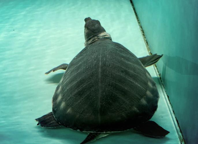 猪鼻龟在风水上有哪些寓意和讲究？