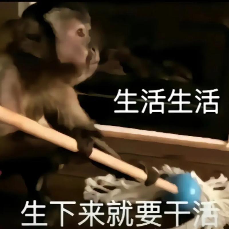 马喽的命也是命，难道就不是宝贵的生命吗？