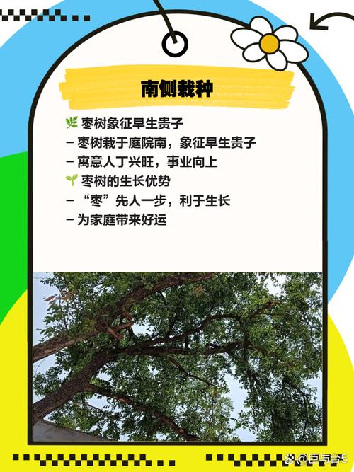 家里种枣树对风水有影响吗？寓意吉利吗？