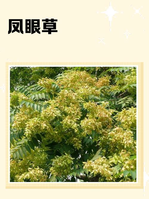 凤眼植物可以种植吗？其风水效果如何？