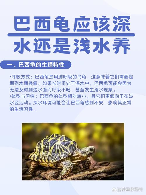 巴西龟风水对家庭运势有正面影响吗？