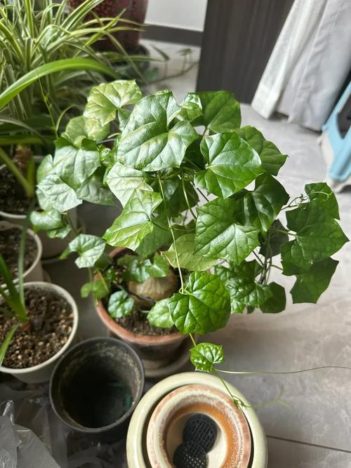 睡布袋是风水植物的一种吗？有没有什么忒别的寓意或作用？