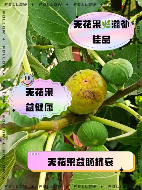 家养无花果对家居风水有怎样的影响或作用？