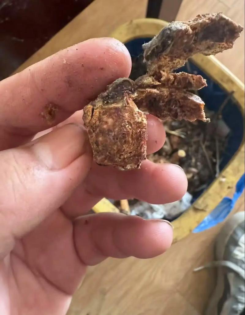 大门前桃树有伤痕会影响风水吗？