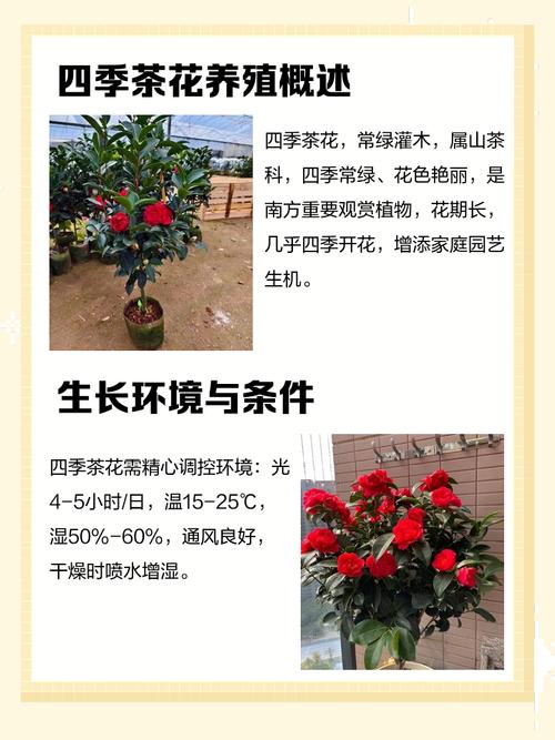 种茶花的风水讲究有哪些具体细节需要注意？