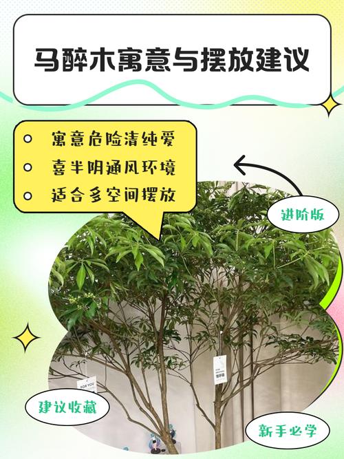 马醉木作为风水植物，其作用和摆放有何讲究呢？