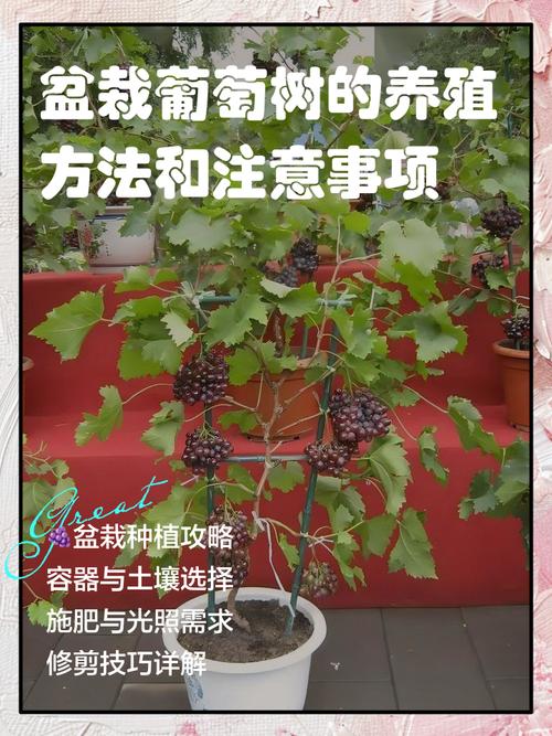 葡萄在家种植是否会影响家居风水？