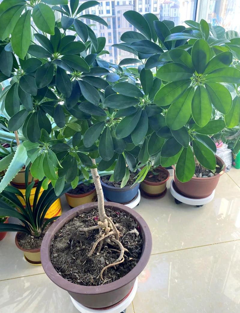 将鹅掌柴种植得过高是否会对家居风水产生不良影响？