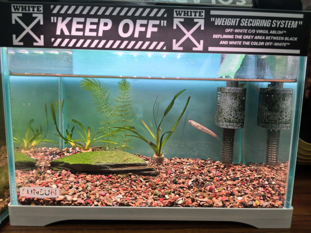 水桶里养雷龙风水怎么样？这地方适合养龙吗？